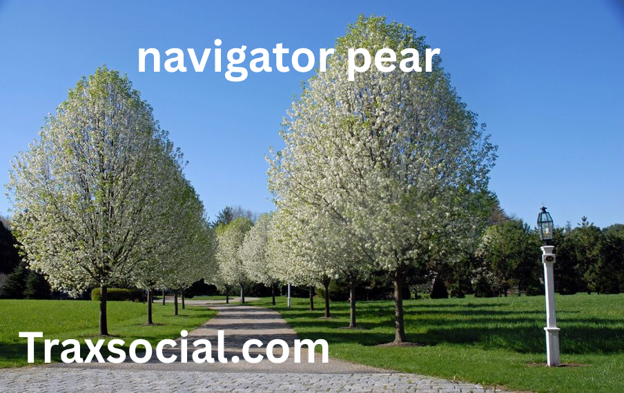 navigator pear