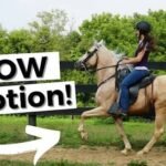 horse slow