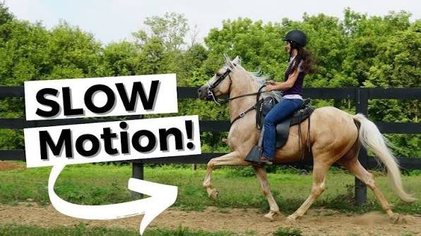 horse slow