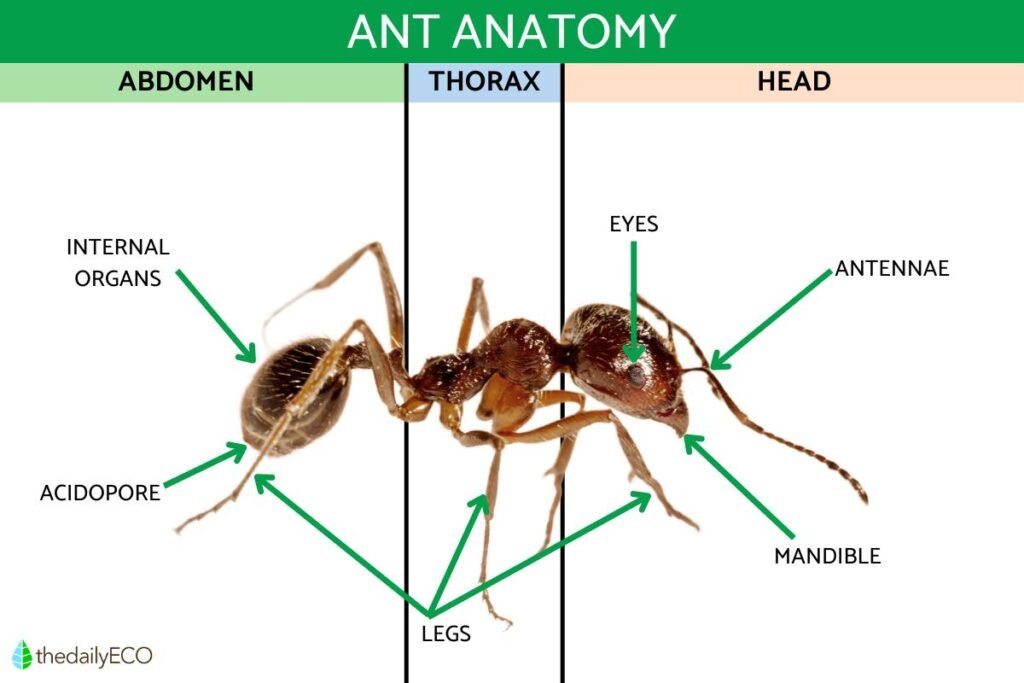 mansutfer